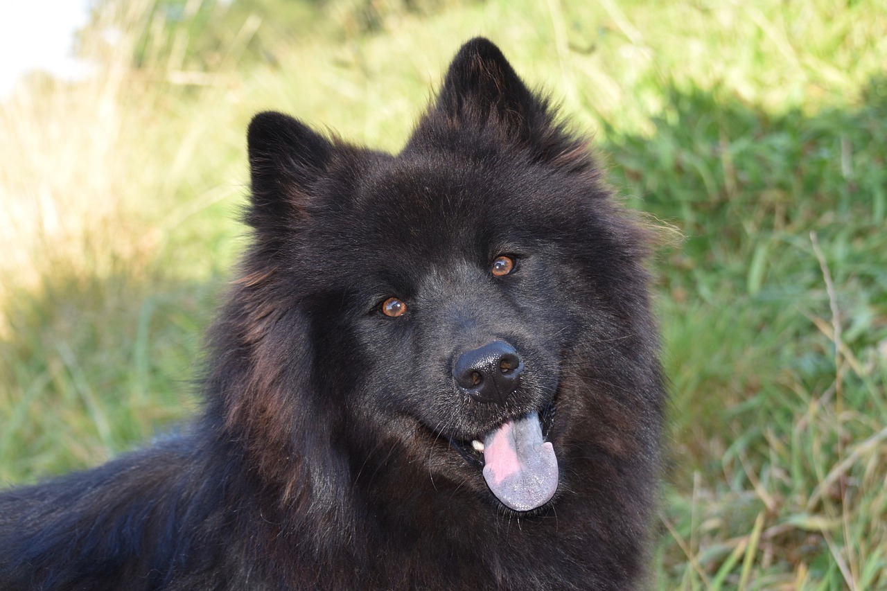 Le chien oreille pointu découvrez ces races