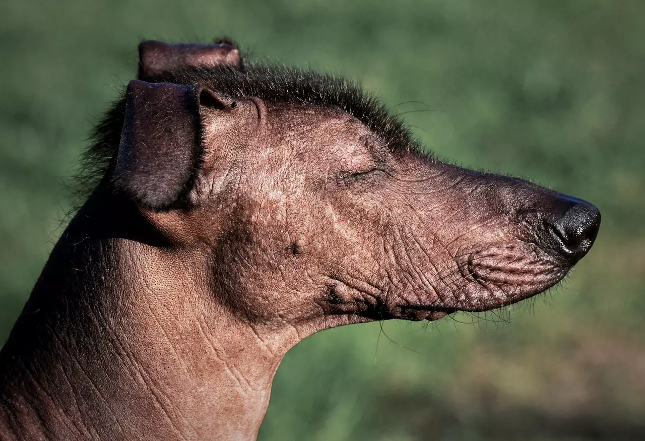 Chien sans poils tout ce qu
