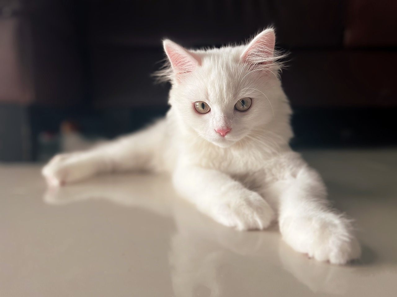 Mon chat vomit souvent pourquoi et que faire