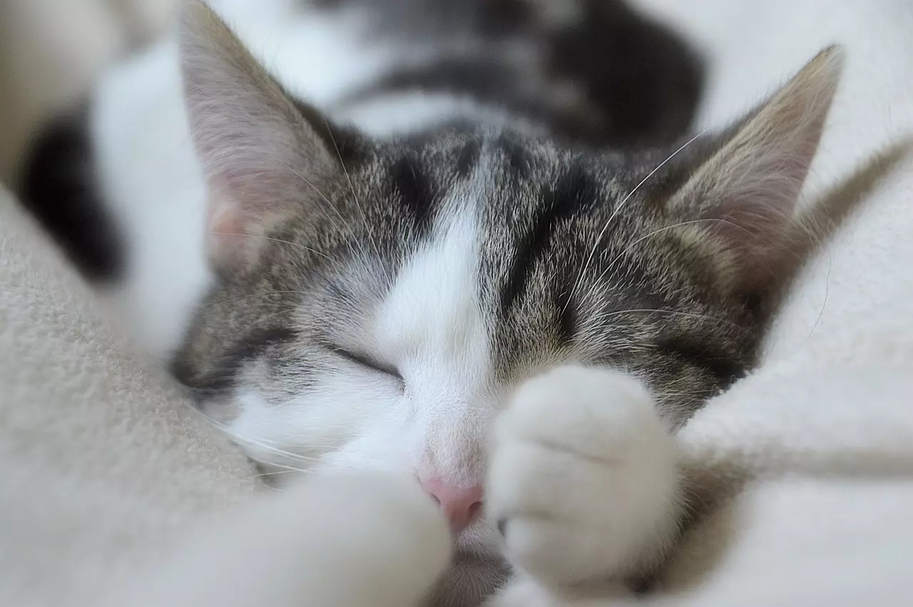 Le chat rase les informations clés à connaître Le chat rase les informations clés à connaître