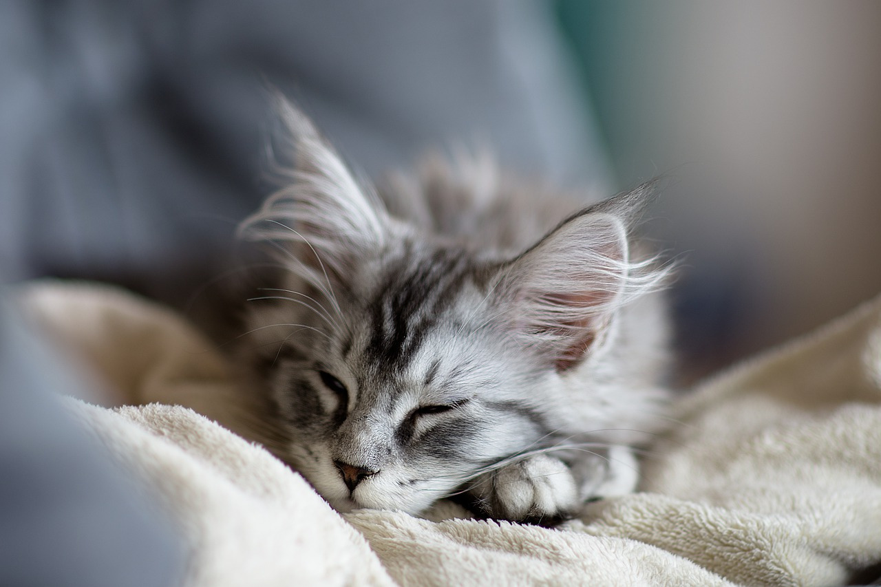 Mon chat respire vite voici nos conseils