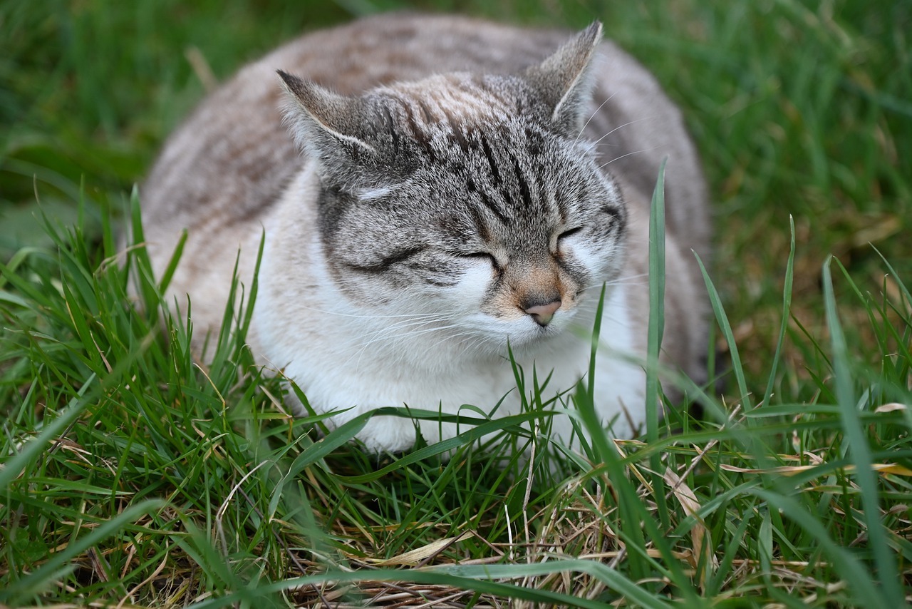 Voici combien de temps dort un chat