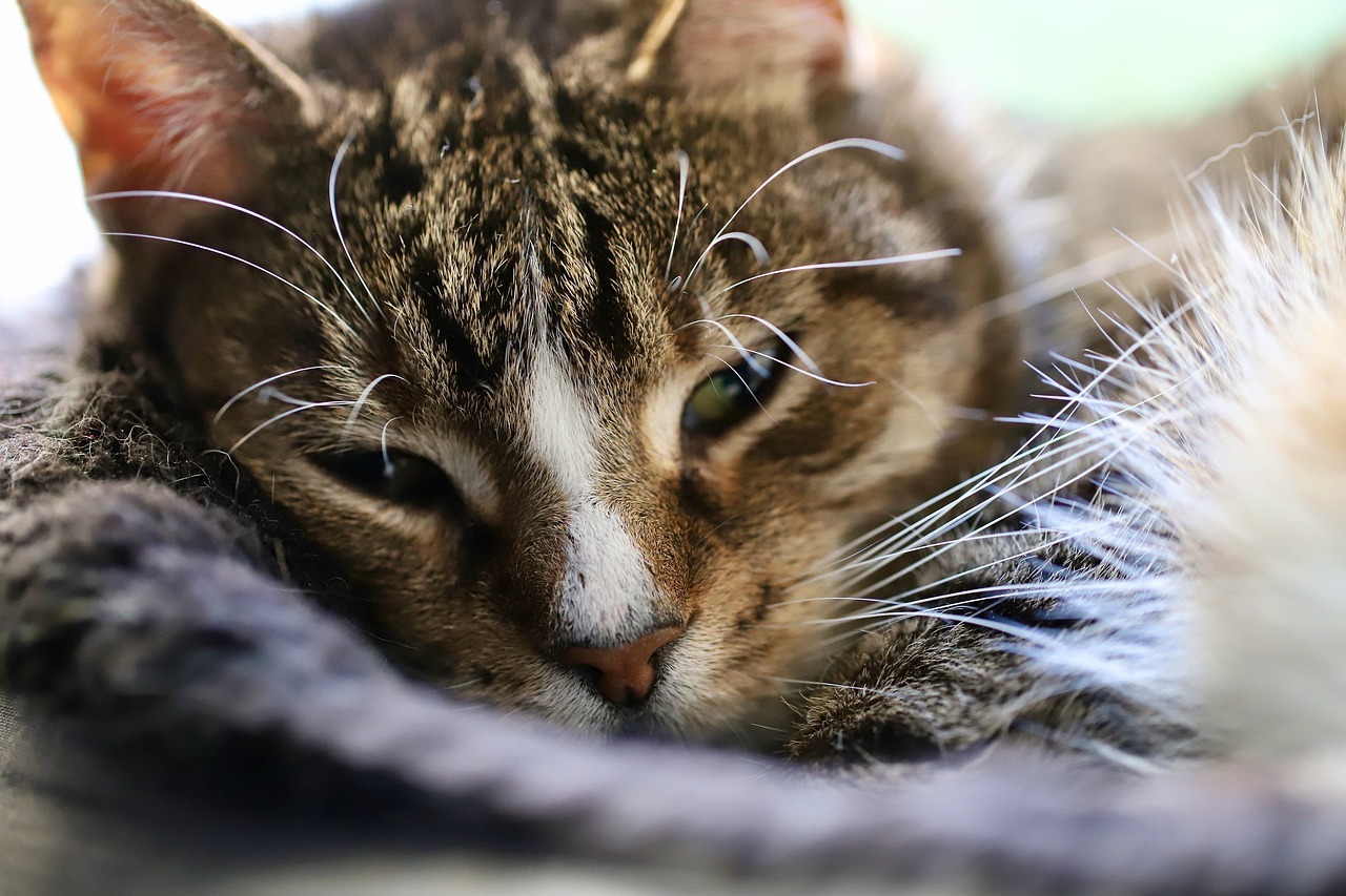 Voici comment soulager un chat qui tousse nos conseils