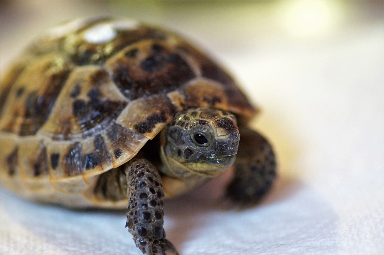 Pourquoi ma tortue ne mange pas ? Animal Sace