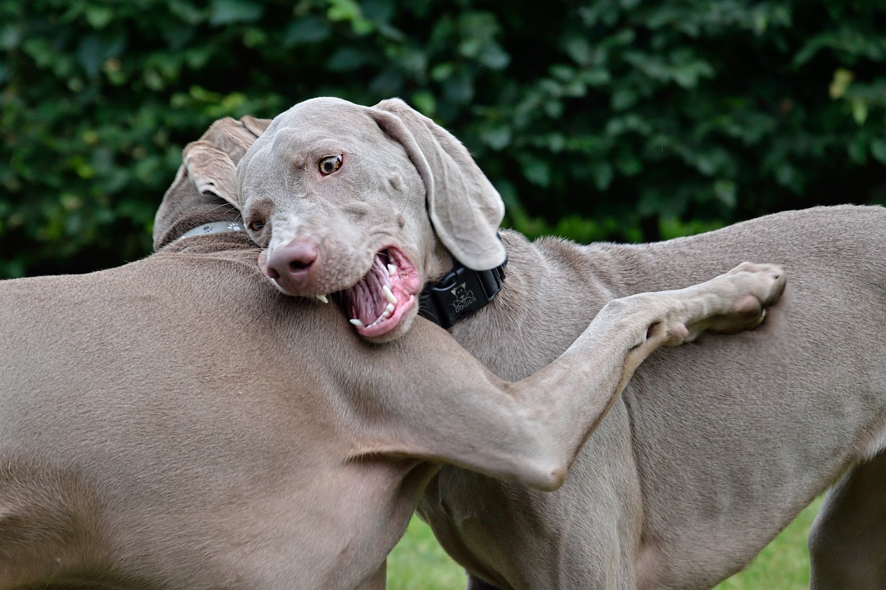 Comment avoir plusieurs animaux chez soi
