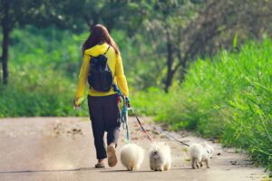 camping acceptant animaux