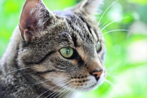 Croquettes sans céréales : une alimentation adaptée à chaque étape de la vie de votre chat