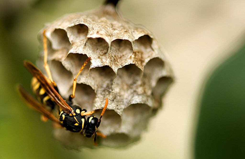 extermination guêpes