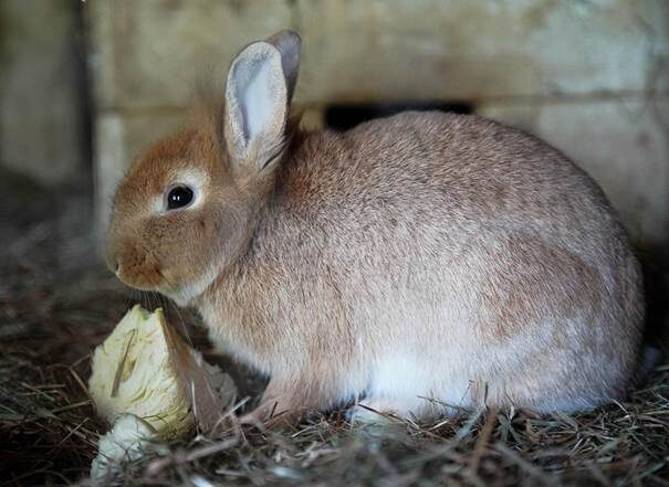bien-être lapin