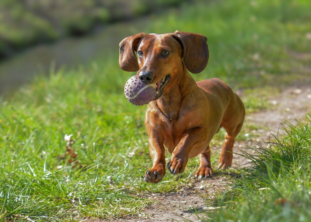 sac transport chien