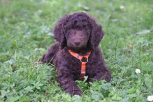 Comment choisir le bon harnais pour son chien ?