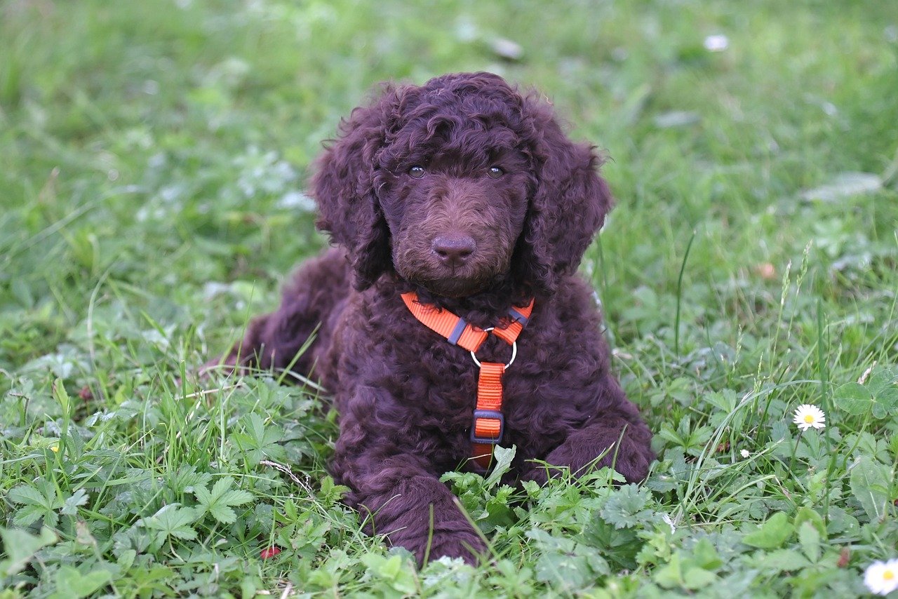 Comment choisir le bon harnais pour son chien ?
