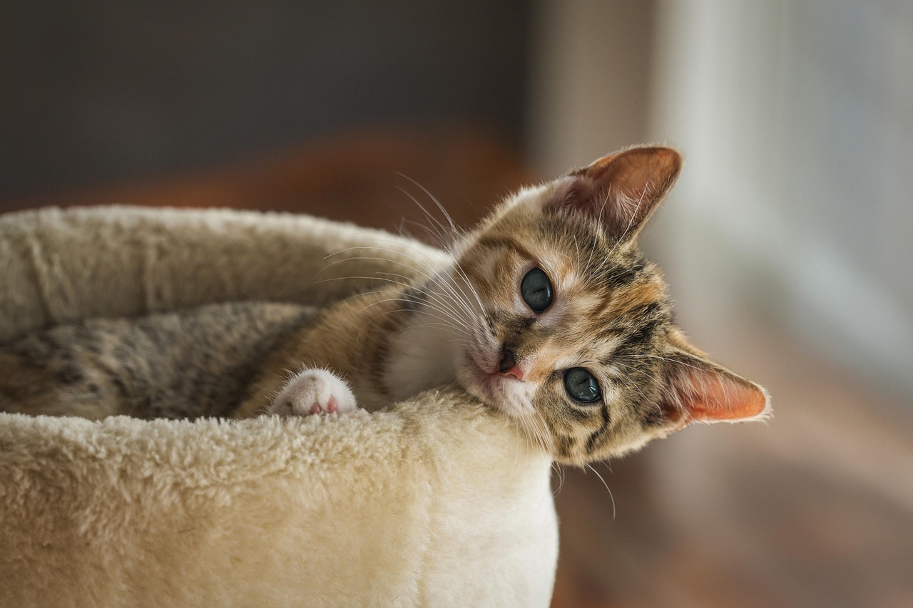 Arbre à chat : comment choisir un modèle confortable, solide et accessible pour votre félin ?