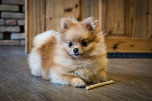 spitz nain