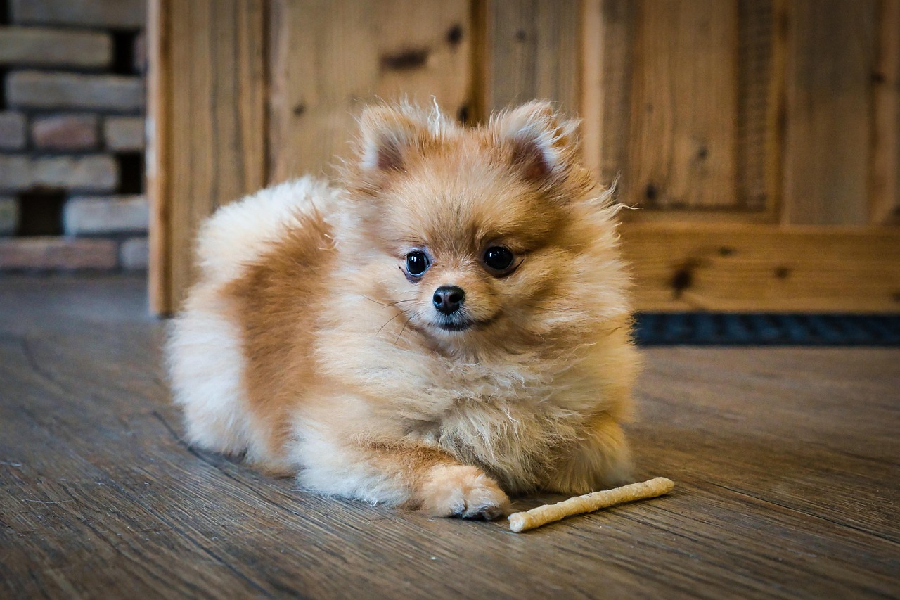 spitz nain