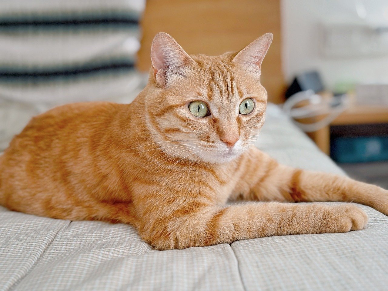 Un arbre à chat pour chaque type d’appartement : les meilleurs choix selon votre espace
