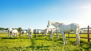 lait de jument de Camargue