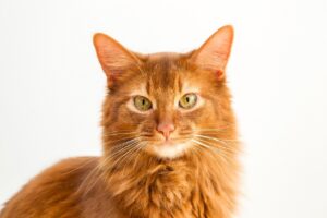 litière silice chat