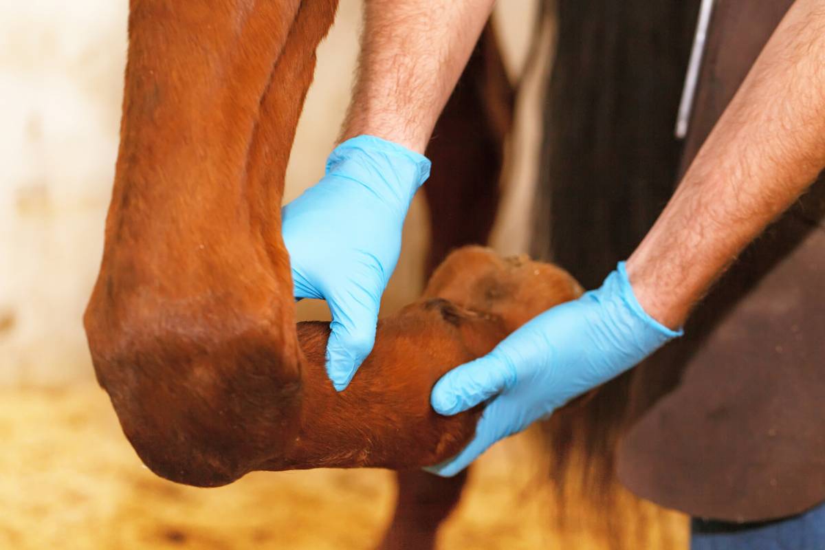 L'utilisation des plantes pour soulager les articulations de votre cheval