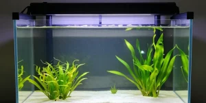 vitre aquarium